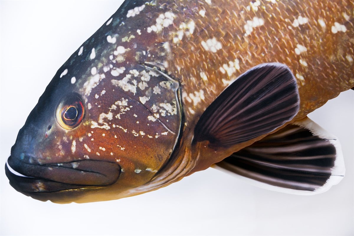 GABY FISH EPINEPHELUS MARGINATUS 100cm