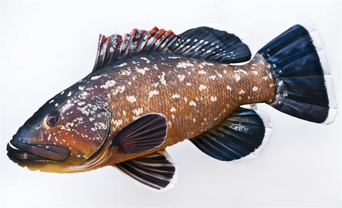 GABY FISH EPINEPHELUS MARGINATUS 100cm