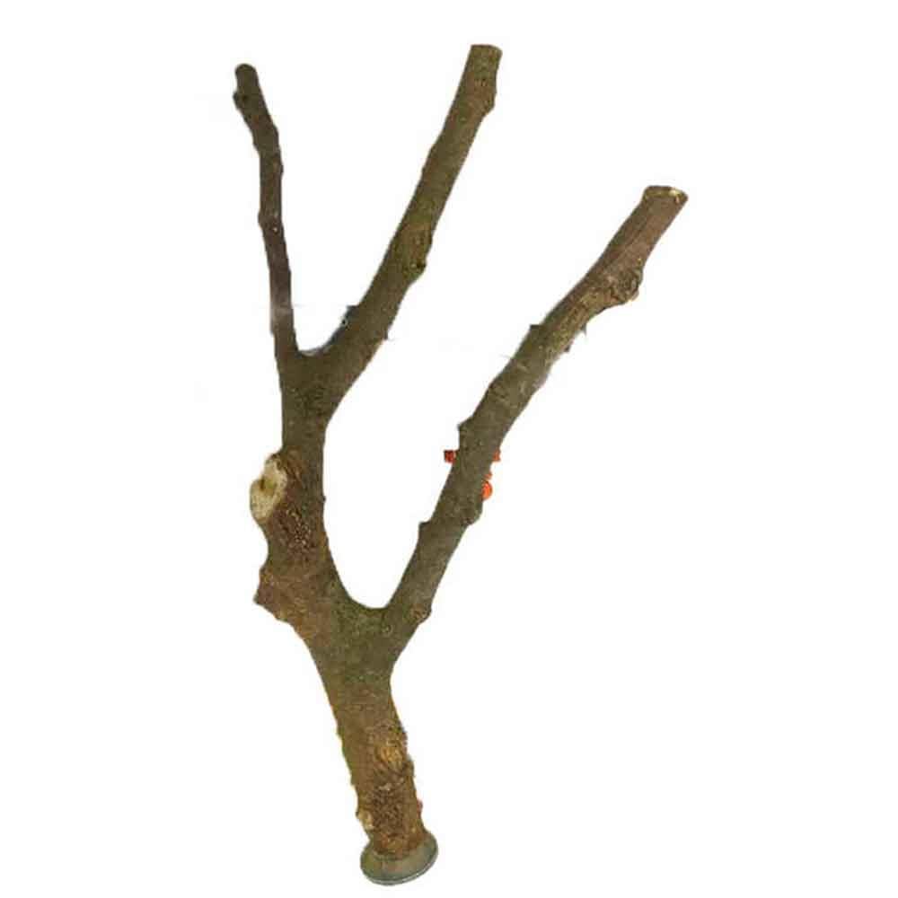 Doğal Ahşap Kuş Tüneği 37 Cm 8682529014212 Amazon Pet Center