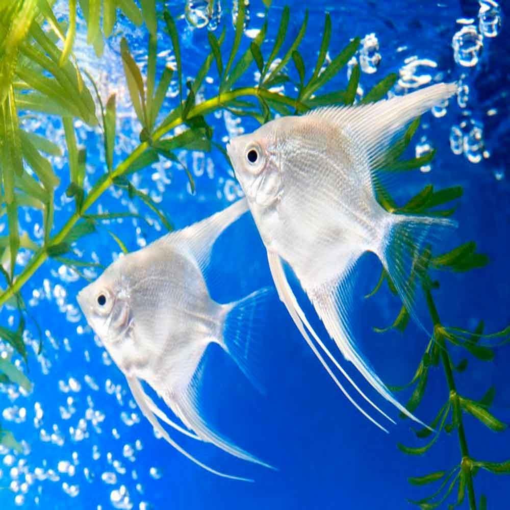 Melek Balıkları ve Türleri (Pterophyllum spp.) 1 Amazon Pet Center
