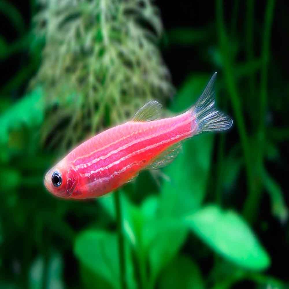 Zebra Tetra (Danio rerio) Balığı ve Türleri 1 Amazon Pet Center
