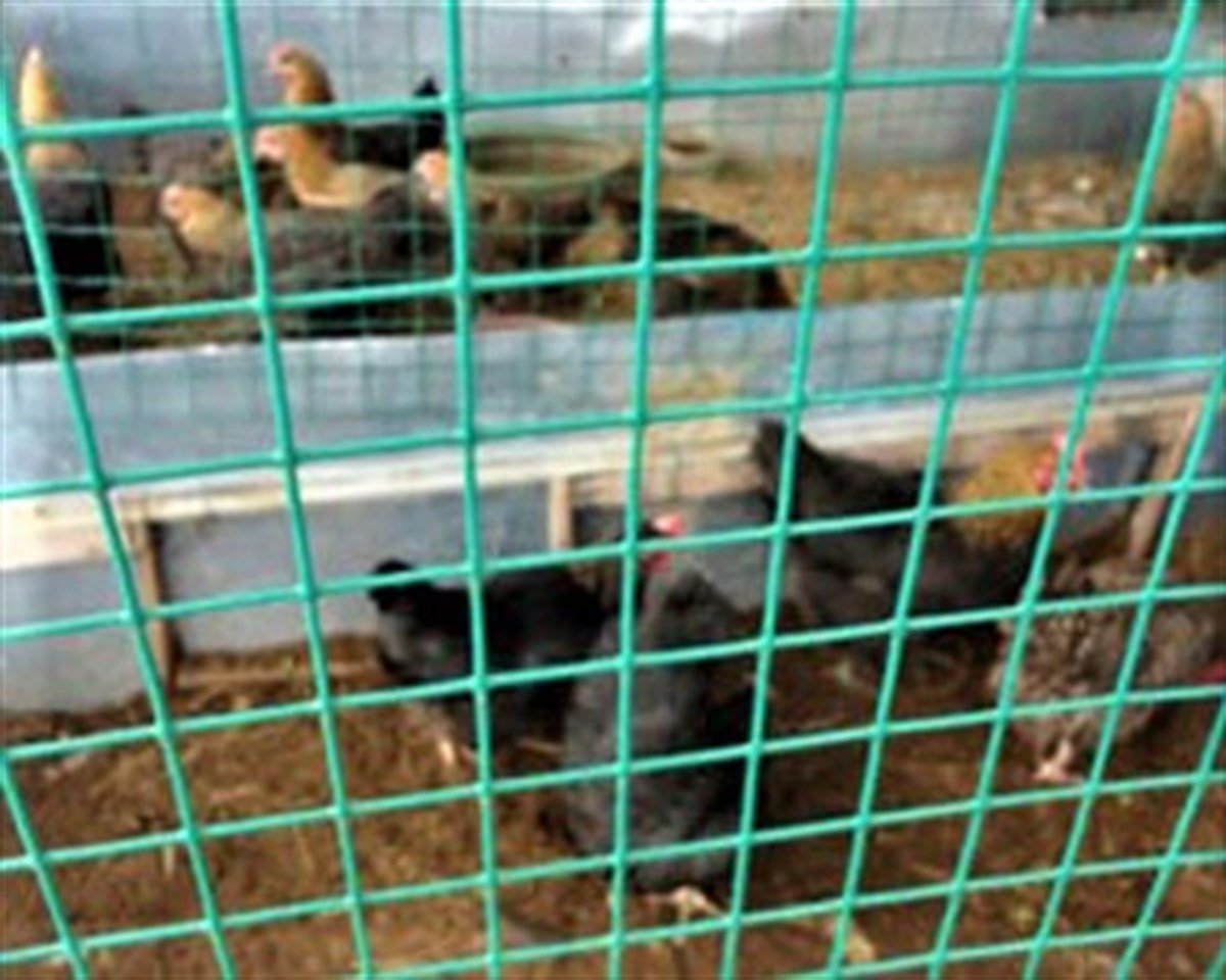 PVC Punta Kaynaklı Tel