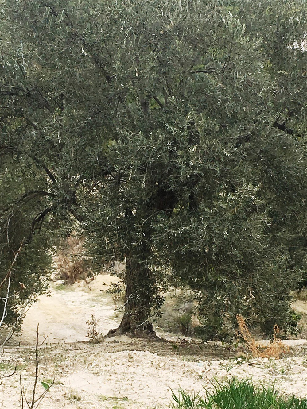 Zeytin Yağı Doğal