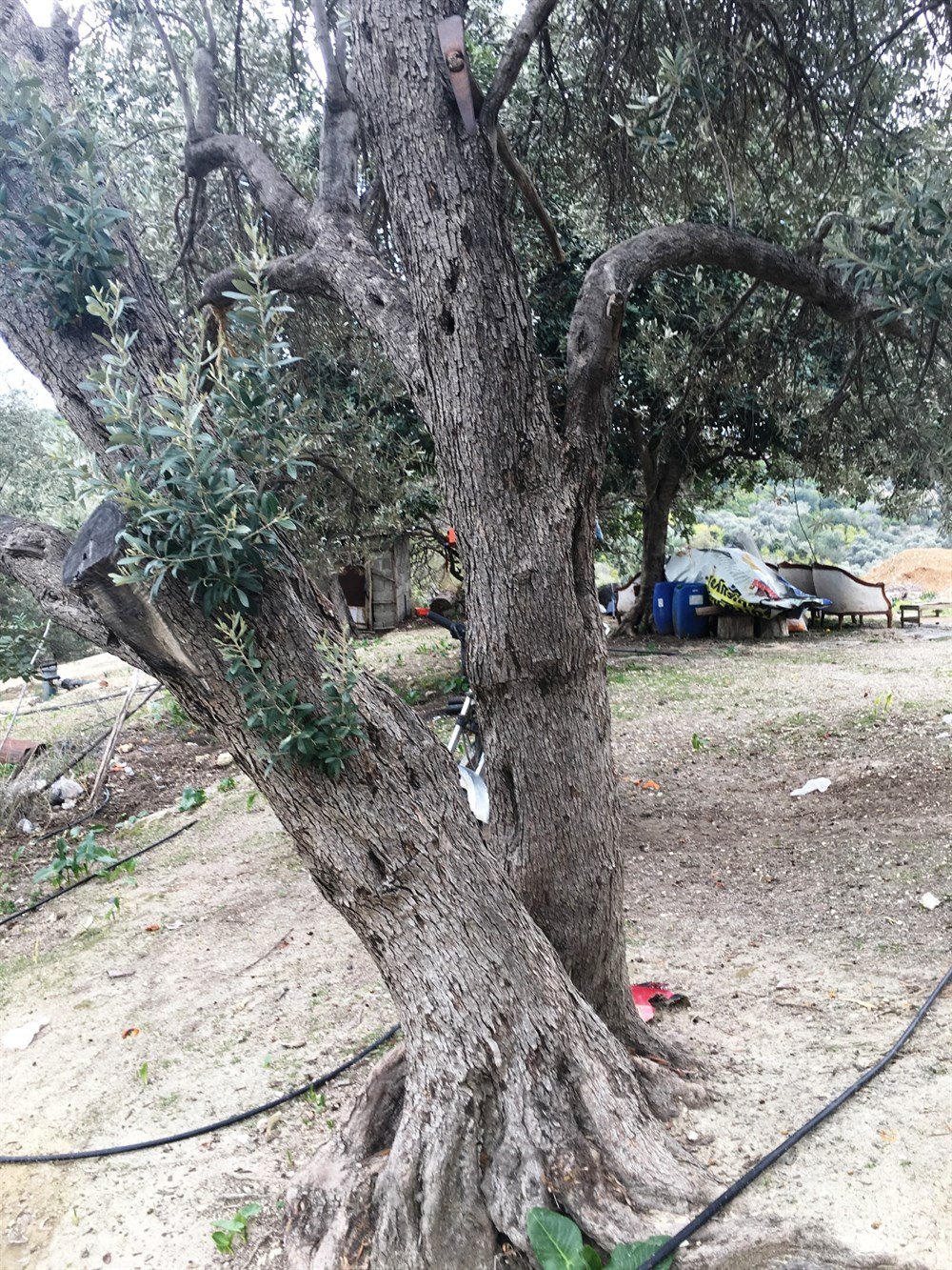 Zeytin Yağı Doğal