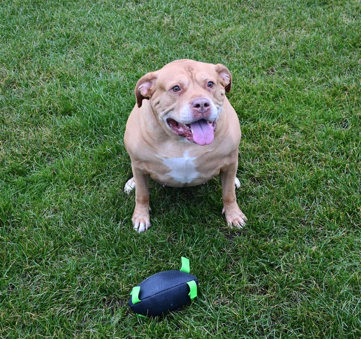 KampTop Köpek İçin Rugby 8