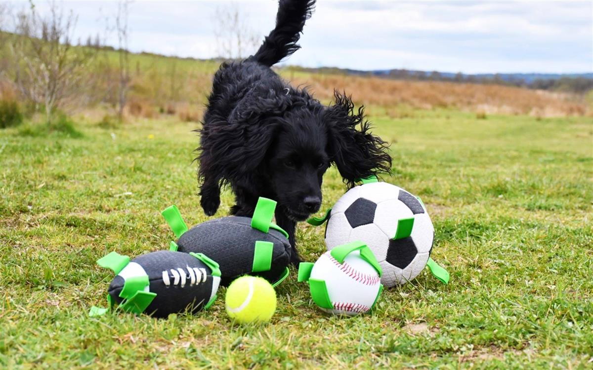 KampTop Köpek İçin Tenis