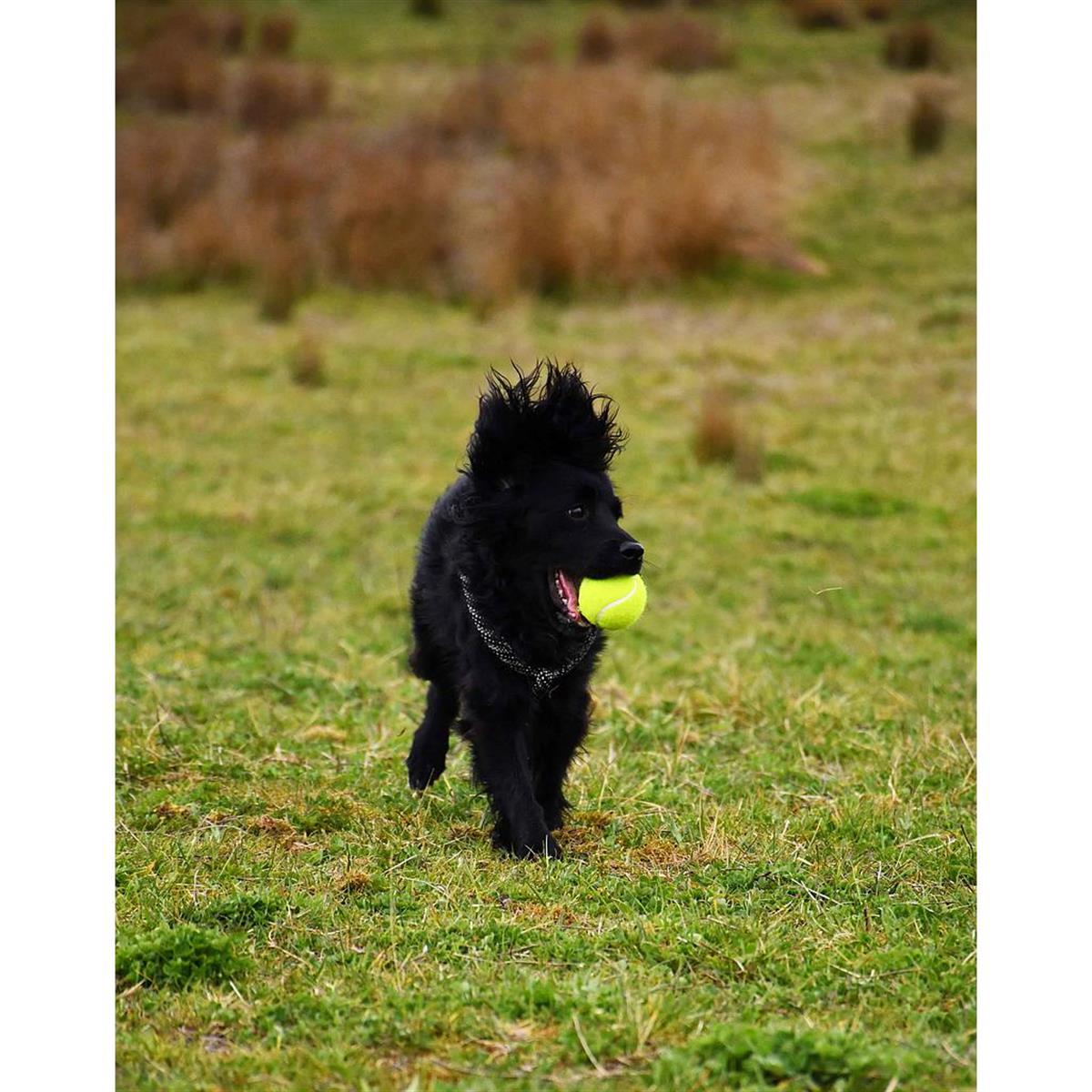 KampTop Köpek İçin Tenis