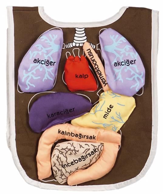Organ Önlüğü