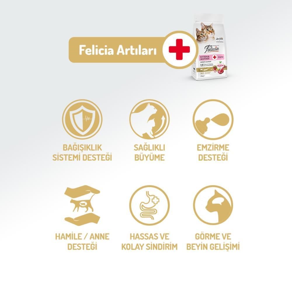 Felicia Mother / Kitten Düşük Tahıllı Yavru Kuzu Etli Kedi Maması 2 kgFelicia