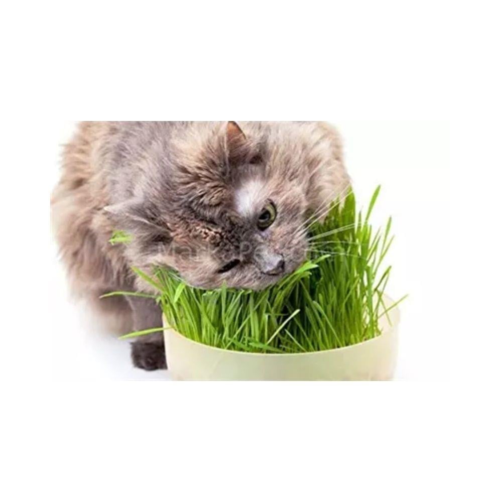 Garden Mix Kedi ÇimiGarden Mix