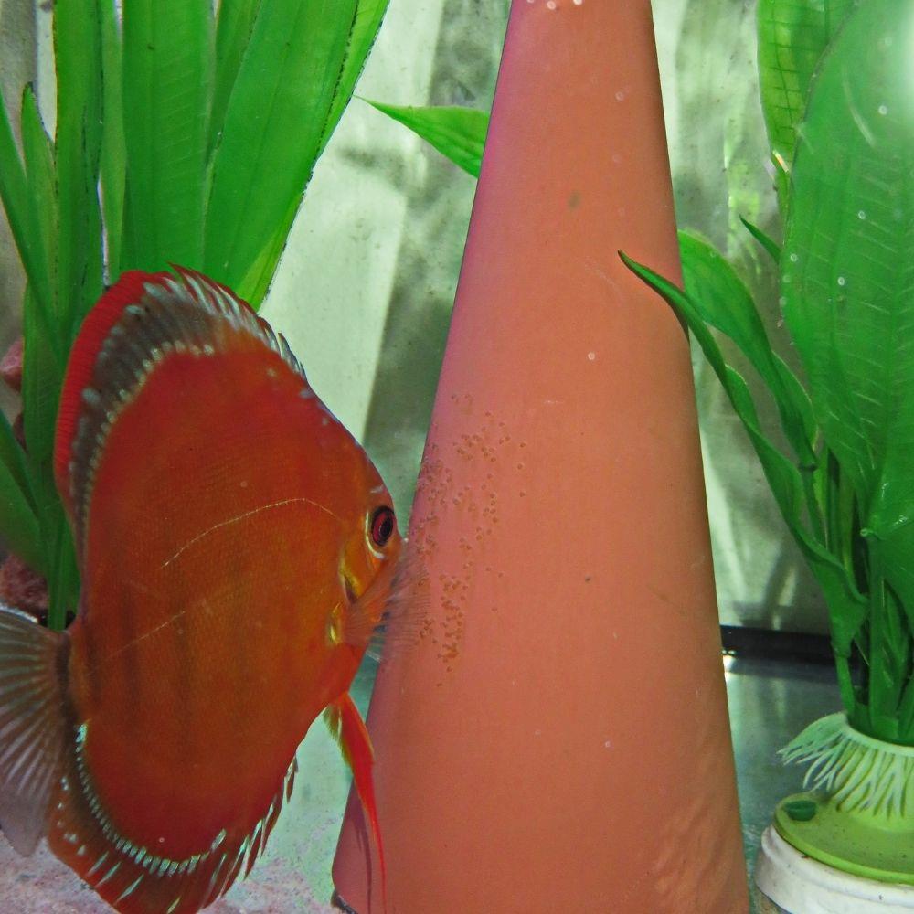 JBL DisCon Koni Discus Melek Yumutlama HunisiJBL