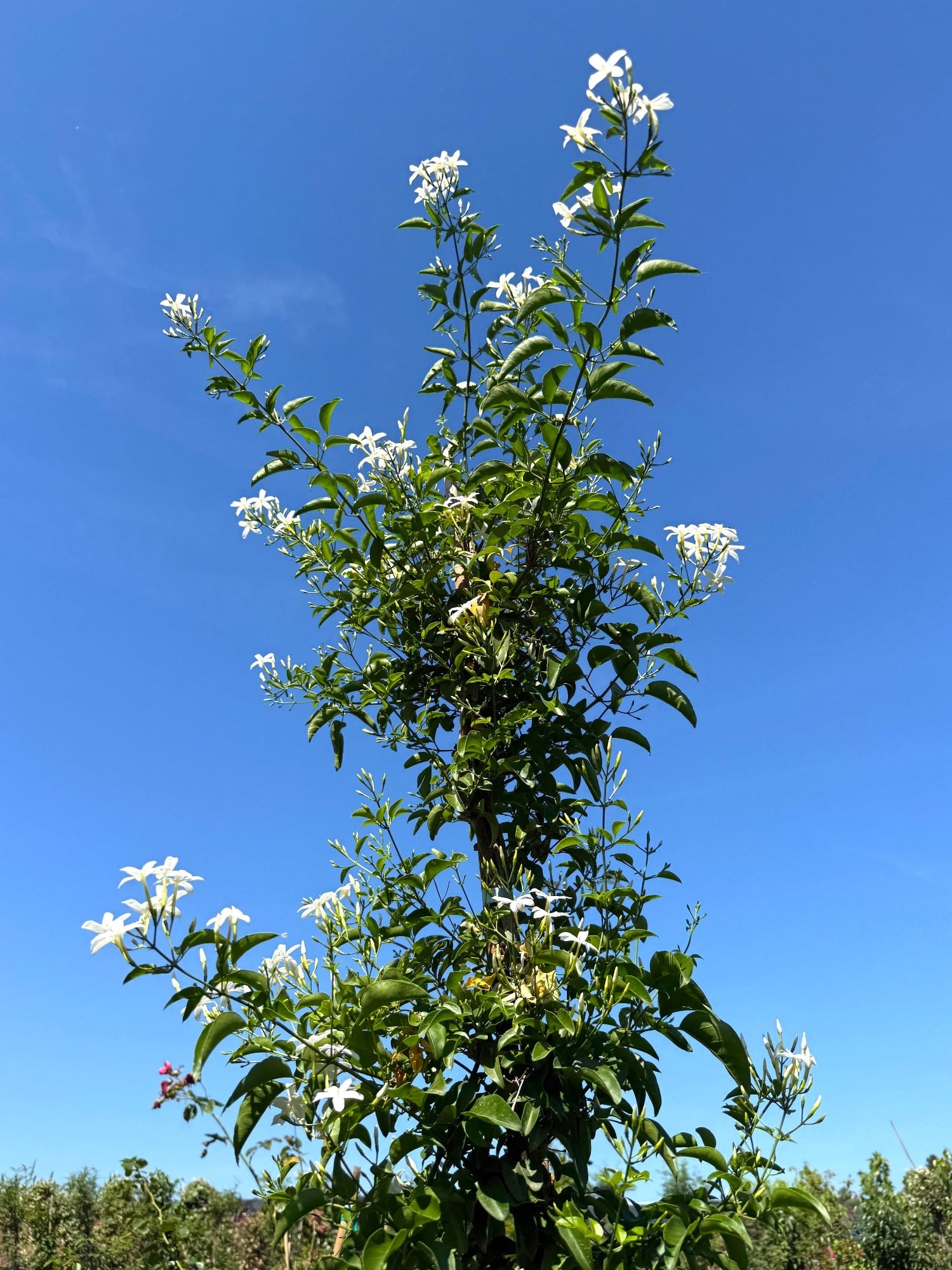🤍 Limon Kokulu Yasemin (Jasminum Azoricum) XXL Boy 200-250 cm - Baş Döndüren Koku🤍