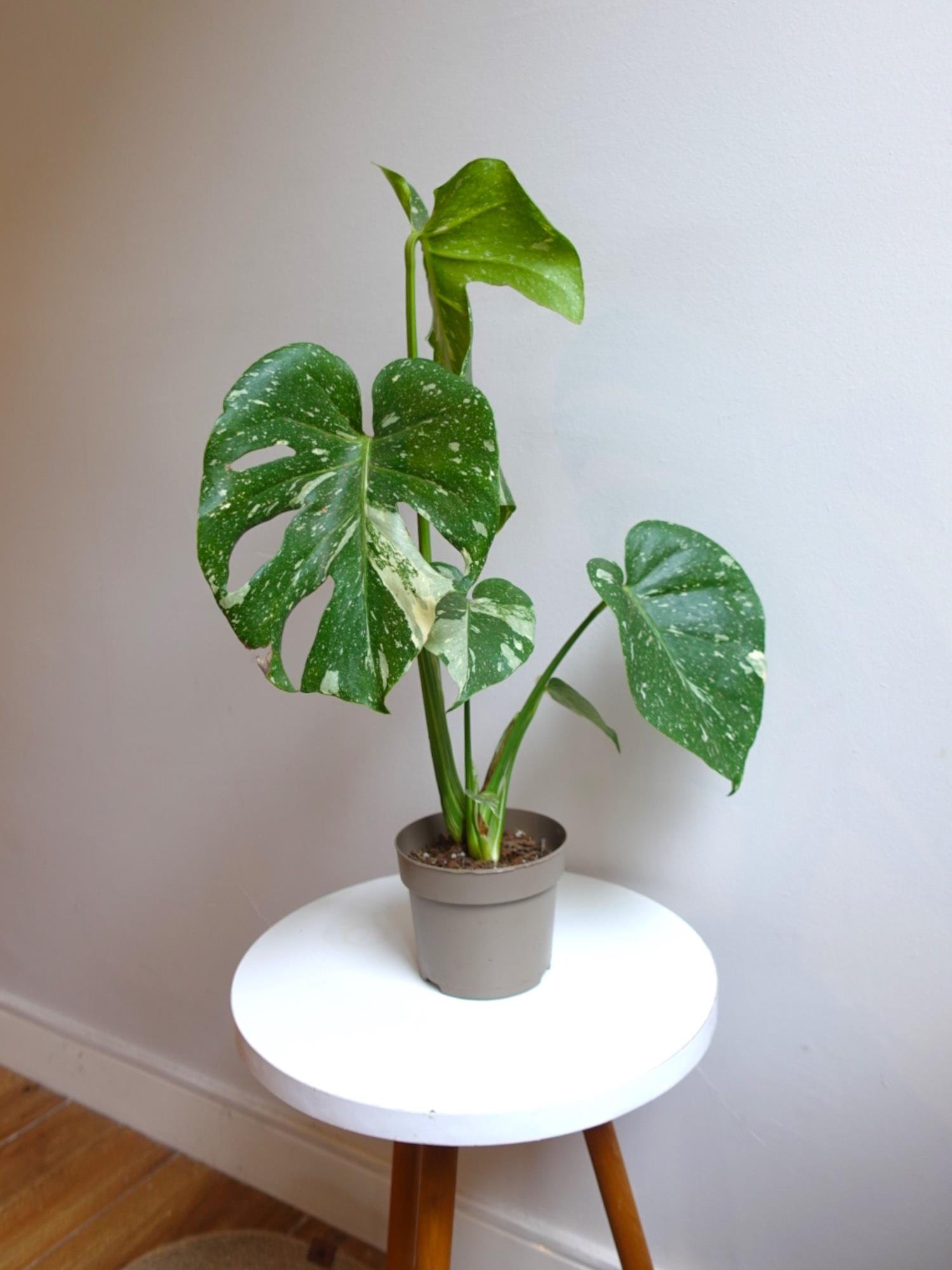  Monstera Deliciosa Thai Constellation Deve Tabanı Özel Tür 