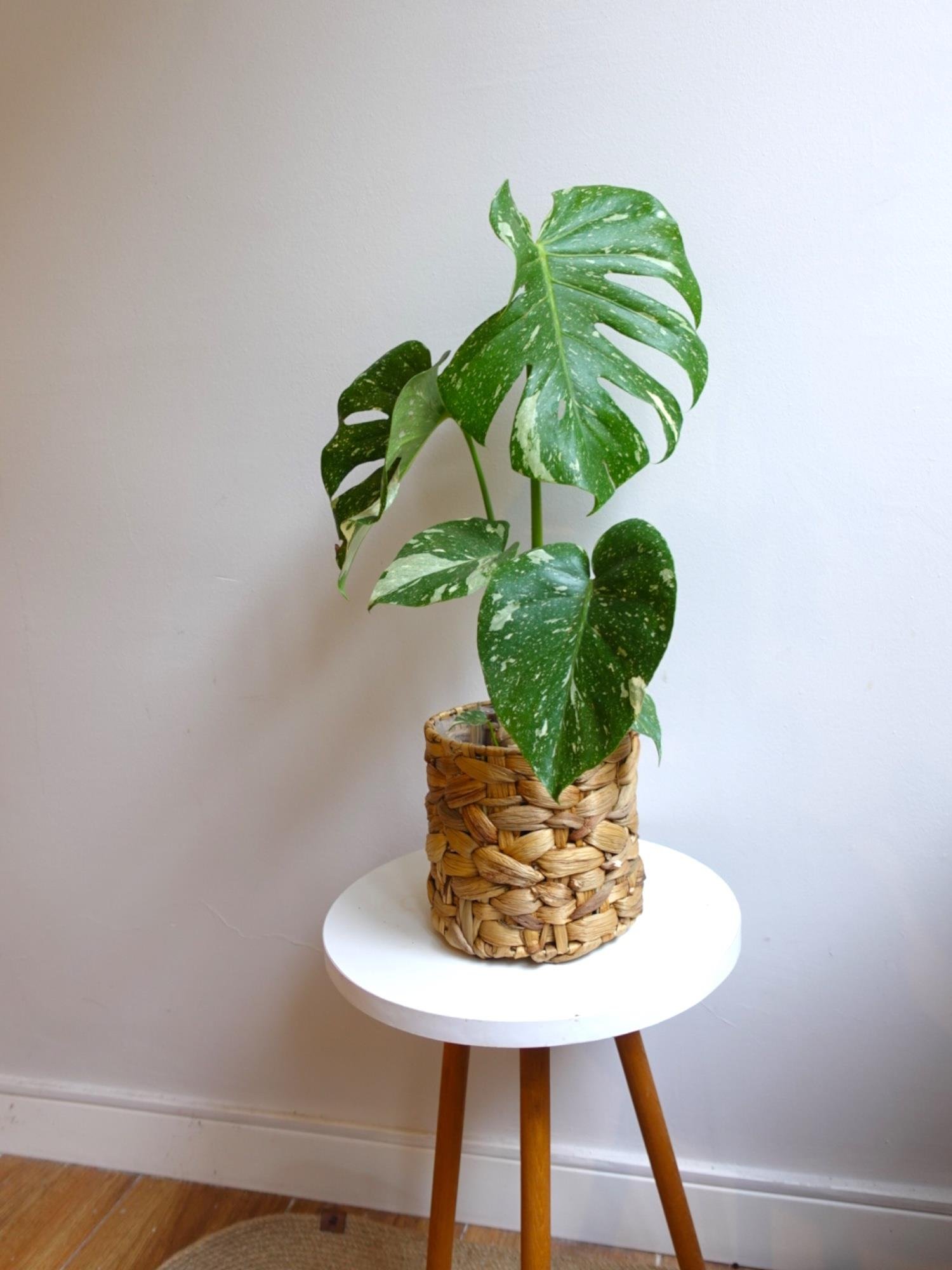  Monstera Deliciosa Thai Constellation Deve Tabanı Özel Tür 