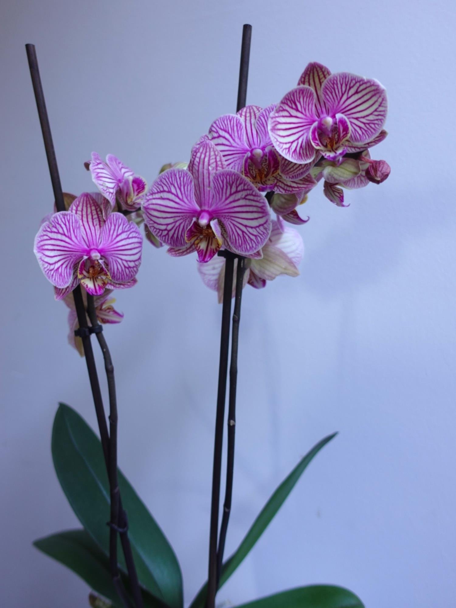  🌿 Mor Orkide İthal – Çift Dal (Premium Seri) 🌿