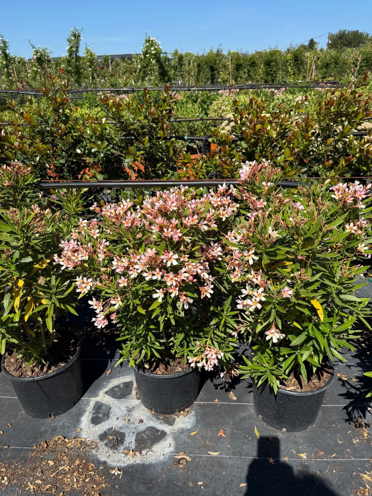 🌺 Nerium Oleander (Zakkum Çiçeği) XL Boy - Akdeniz Ateşi🌺
