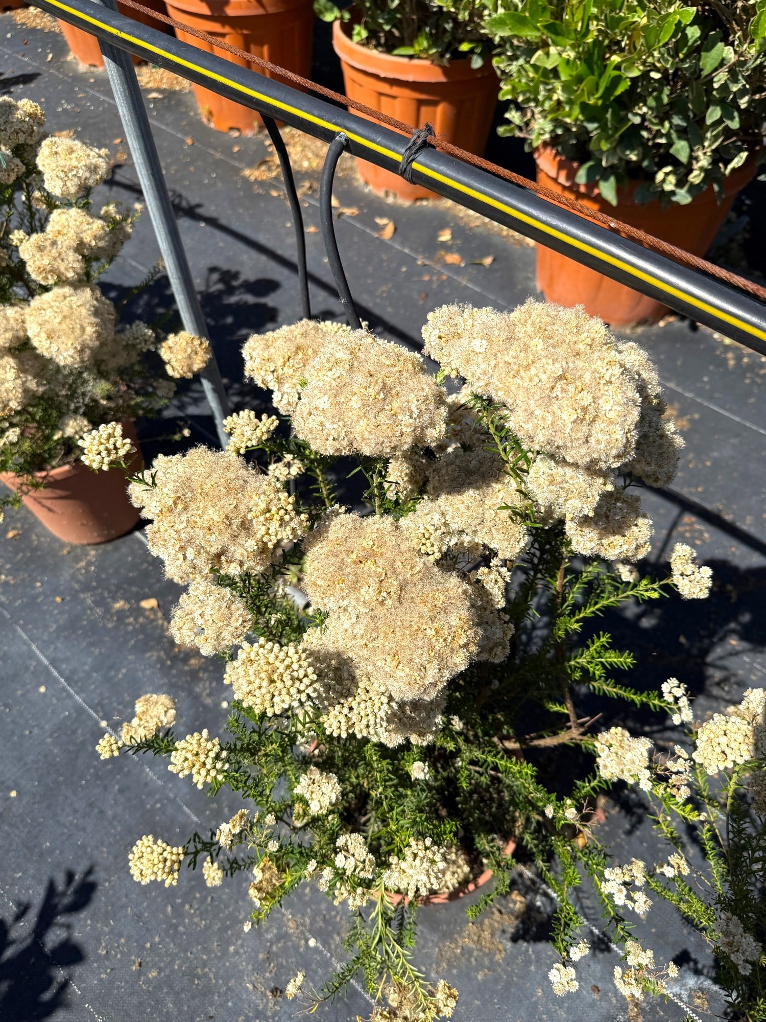 🌿 Ozothamnus Rosmarinifolius XL Dolgun Form - Doğanın Zarif Dokusu🌿