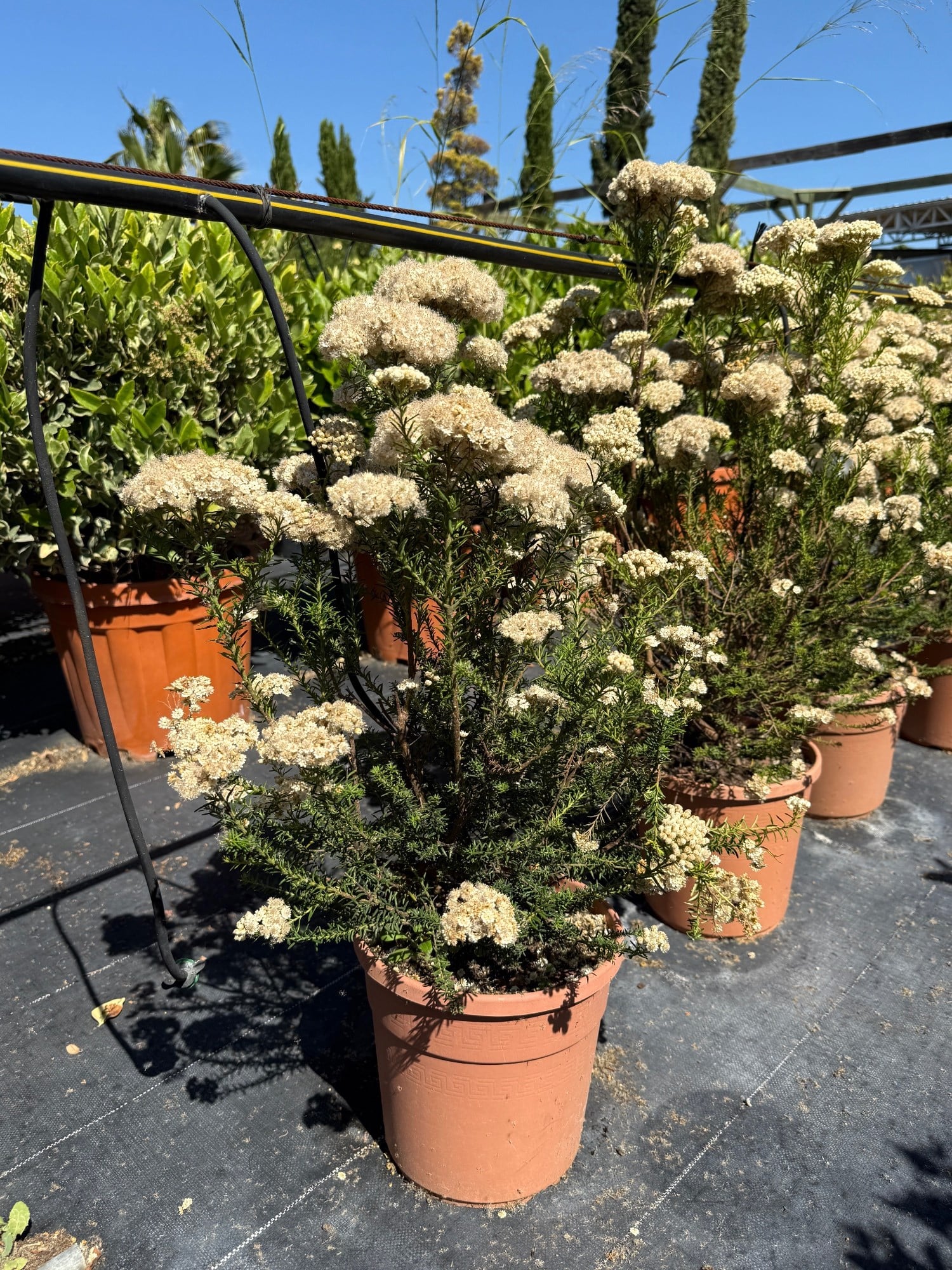 🌿 Ozothamnus Rosmarinifolius XL Dolgun Form - Doğanın Zarif Dokusu🌿
