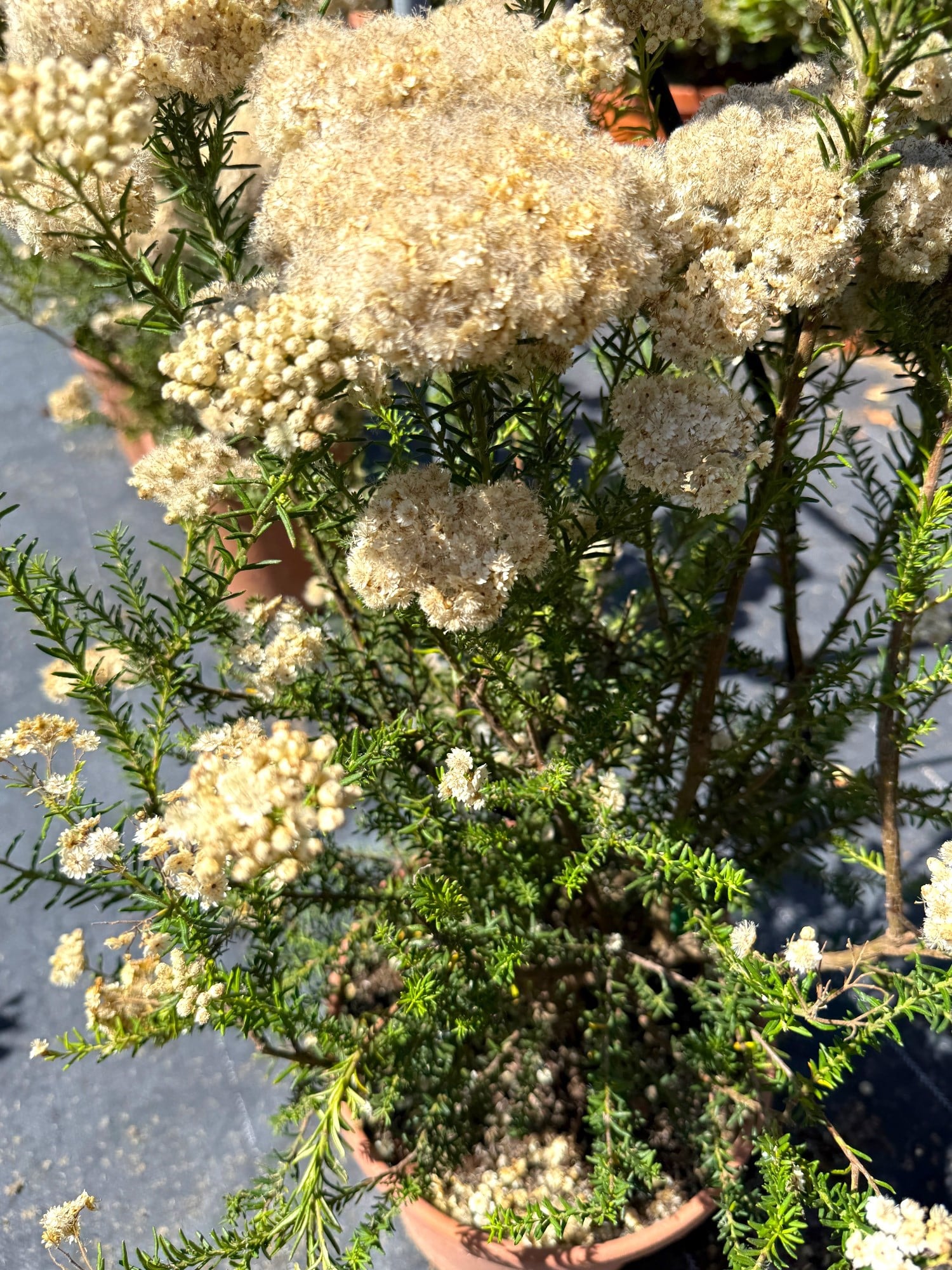 🌿 Ozothamnus Rosmarinifolius XL Dolgun Form - Doğanın Zarif Dokusu🌿