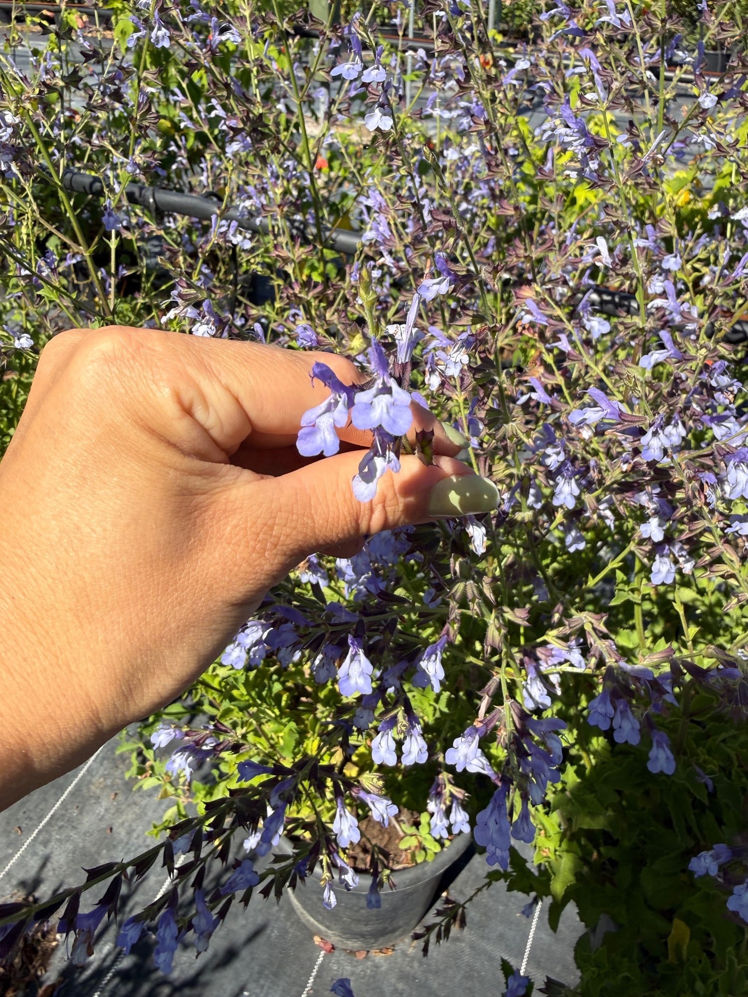 🩵 Salvia Uliginosa 'African Skies' 100 Cm (Large Boy) Gökyüzü Mavisi🩵