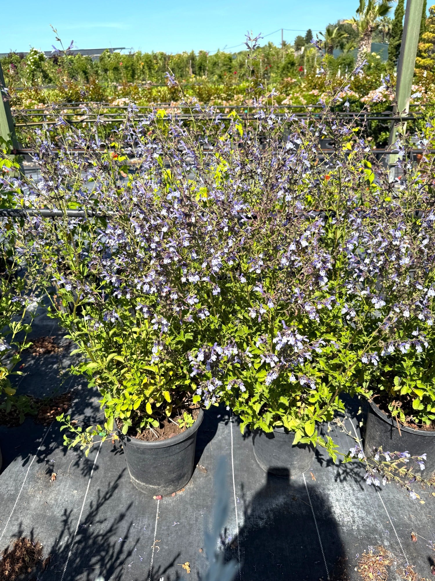 🩵 Salvia Uliginosa 'African Skies' 100 Cm (Large Boy) Gökyüzü Mavisi🩵