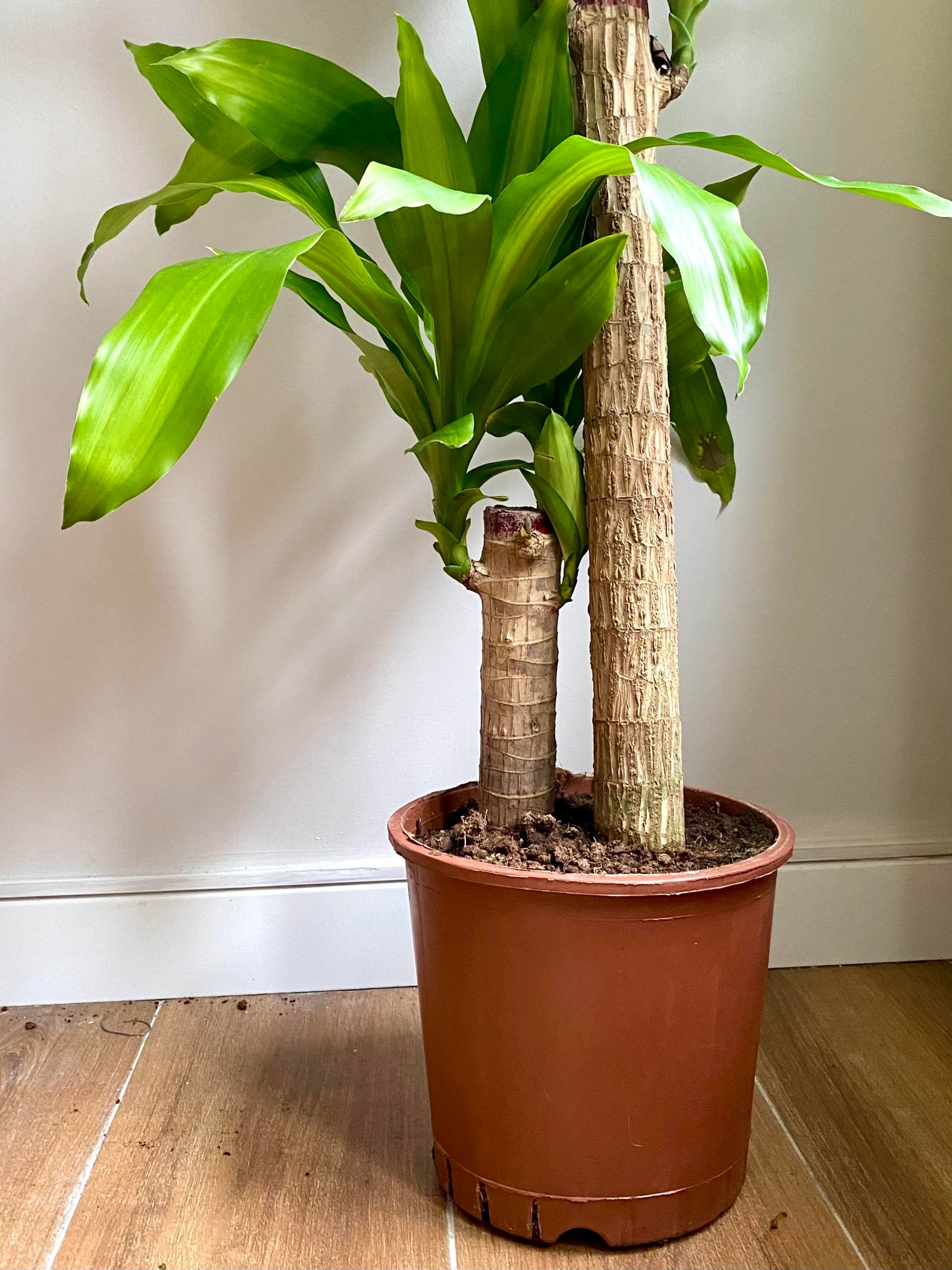 2 Gövdeli Dracaena Massengena Bitkisi XL 100-110 cm