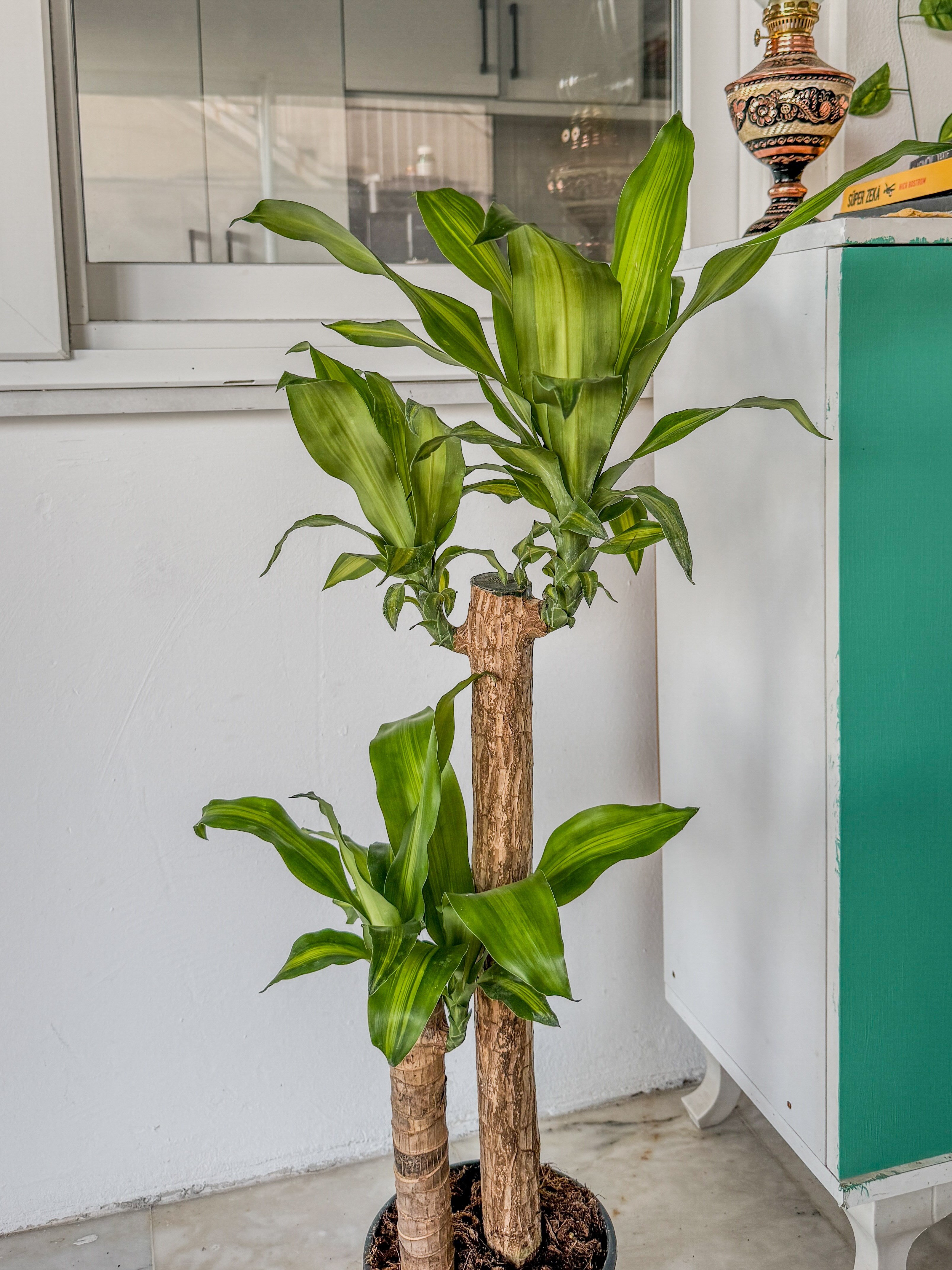 2 Gövdeli Dracaena Massengena Bitkisi XL 90-100 cm