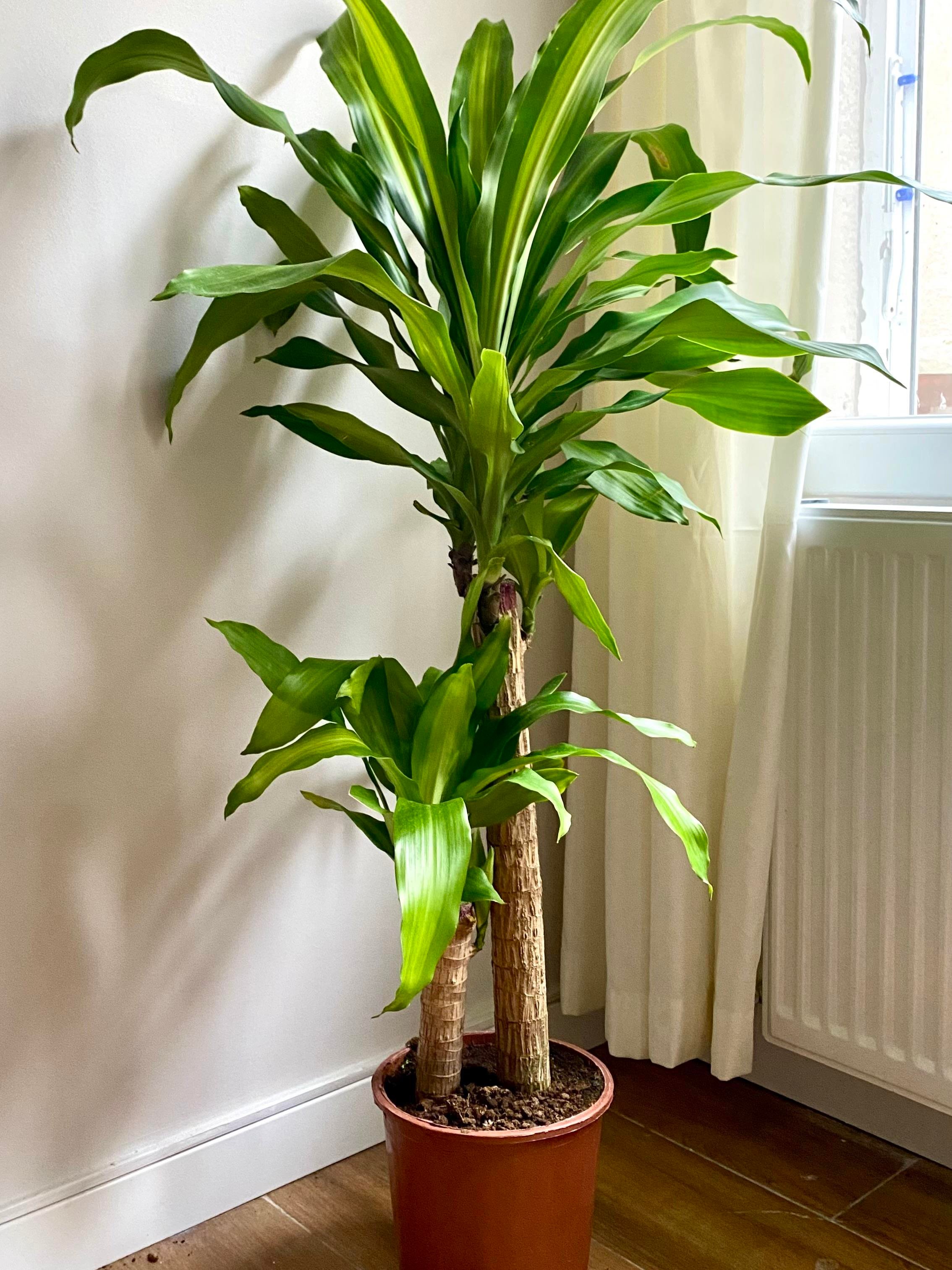 2 Gövdeli Dracaena Massengena Bitkisi XL 100-110 cm