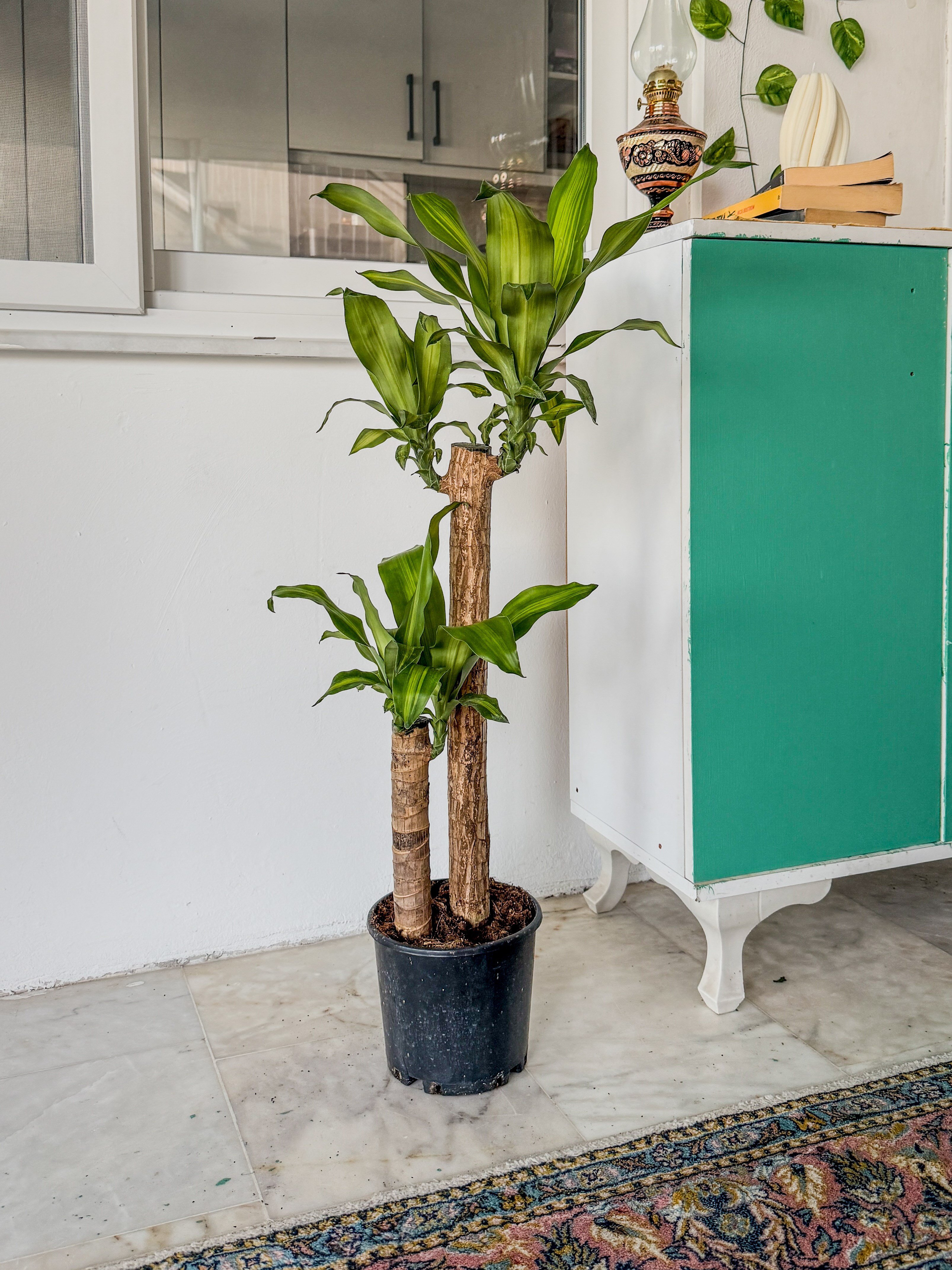 2 Gövdeli Dracaena Massengena Bitkisi XL 90-100 cm