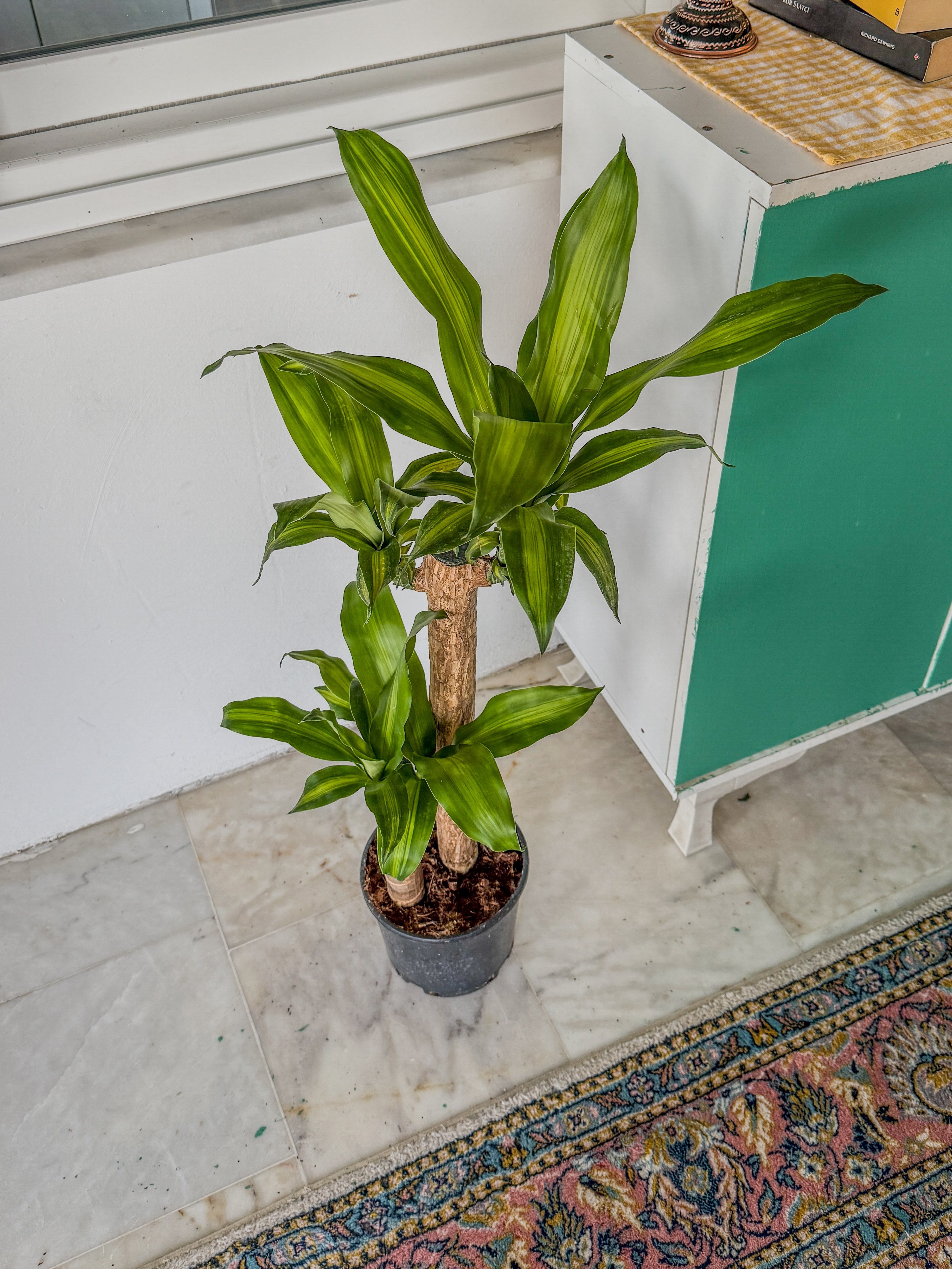 2 Gövdeli Dracaena Massengena Bitkisi XL 90-100 cm