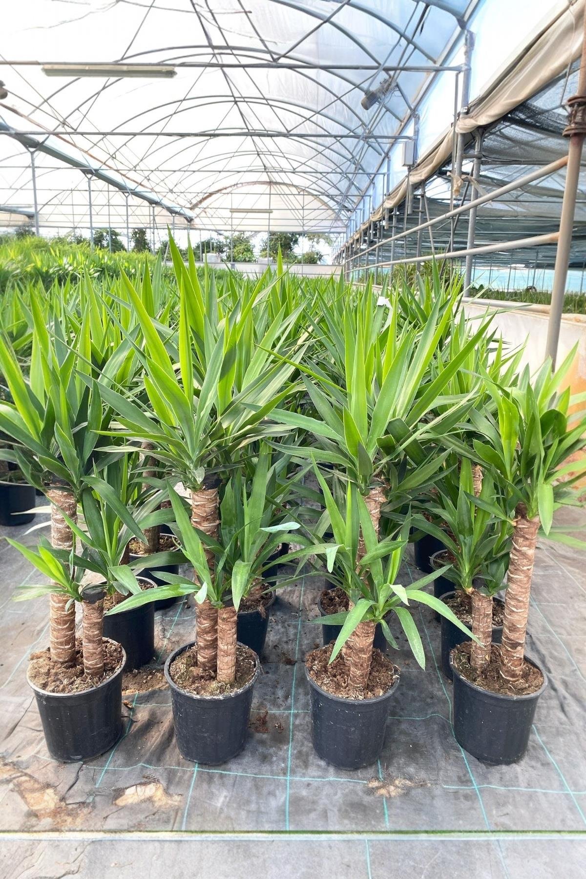 2 Gövdeli Yuka Bitkisi Large 100-120 cm (Yucca Massengena - Avize Çiçeği)