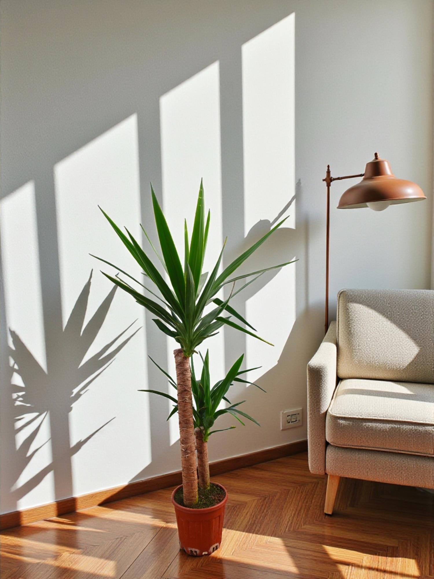 2 Gövdeli Yuka Bitkisi Large 100-120 cm (Yucca Massengena - Avize Çiçeği)