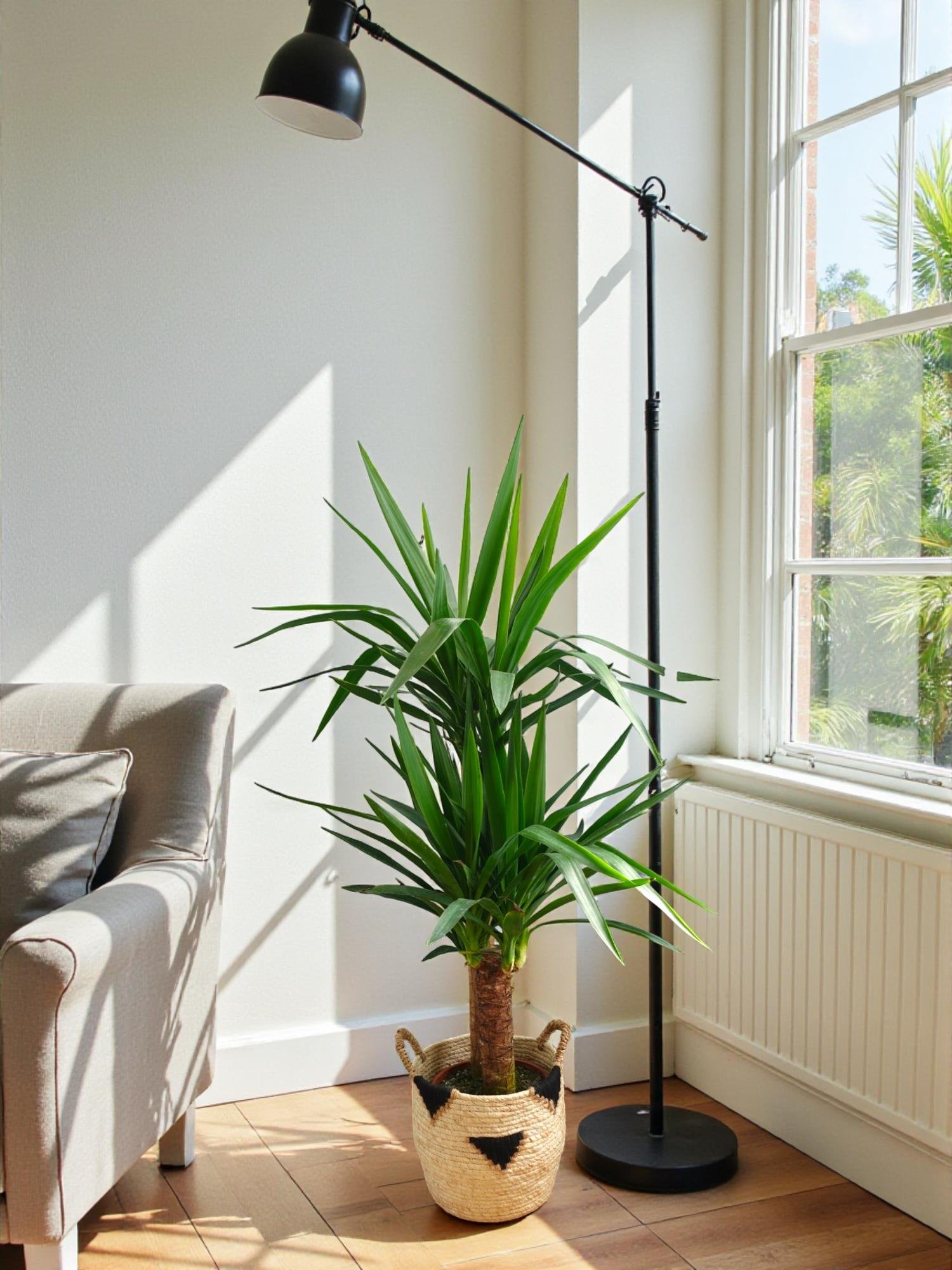 2 Gövdeli Yuka Bitkisi Large 100-120 cm (Yucca Massengena - Avize Çiçeği)