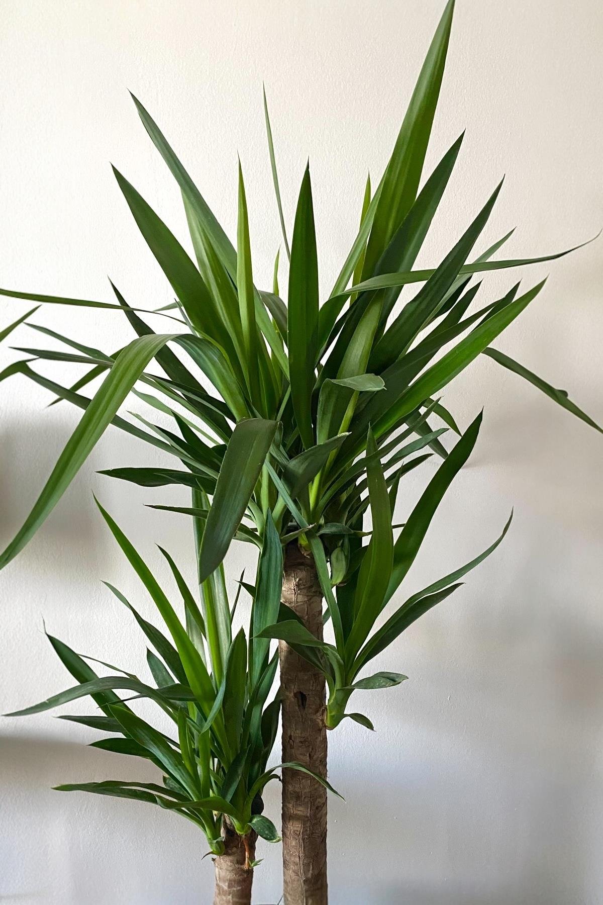 2 Gövdeli Yuka Bitkisi Large 100-120 cm (Yucca Massengena - Avize Çiçeği)