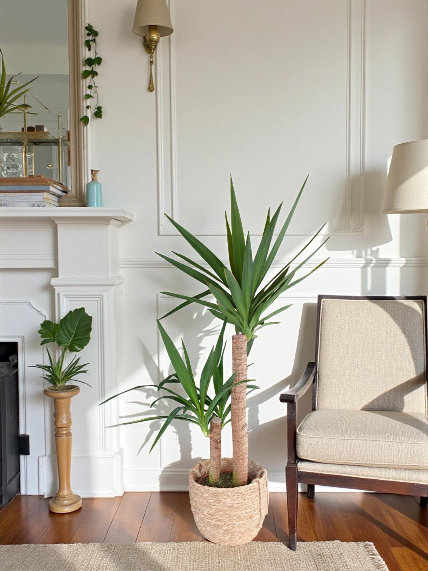 2 Gövdeli Yuka Bitkisi Large 100-120 cm (Yucca Massengena - Avize Çiçeği)