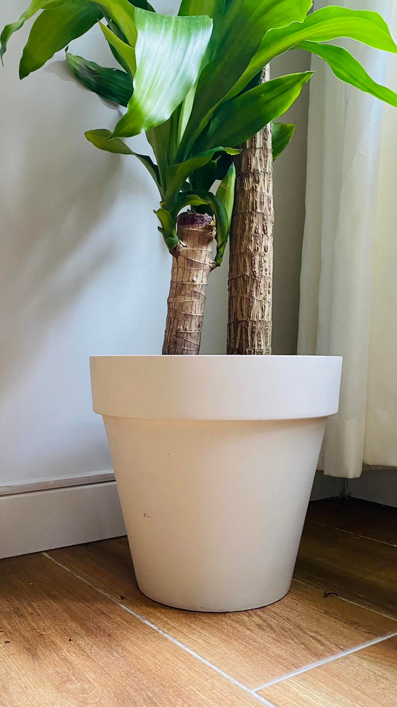 2 Gövdeli Yuka Massengena Bitkisi XL 180- 200 cm 