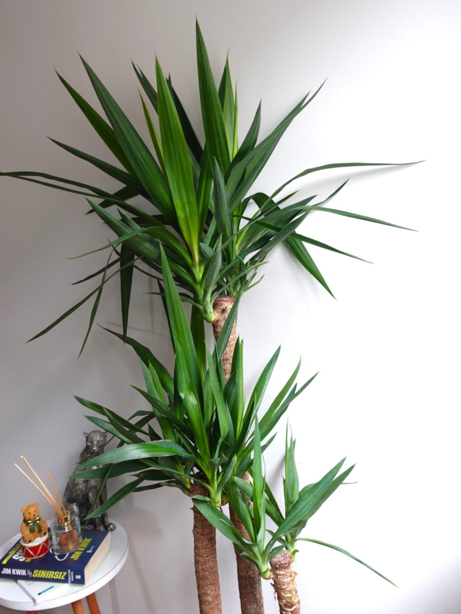 3 Gövdeli Yuka Bitkisi Large 130-150 cm ( Avize Çiçeği -  Yucca Massengena)