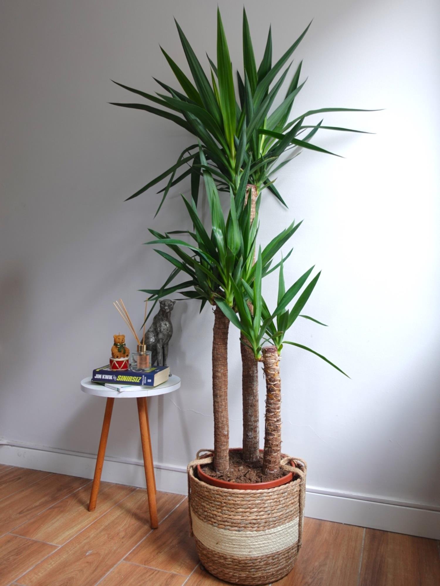 3 Gövdeli Yuka Bitkisi Large 130-150 cm ( Avize Çiçeği -  Yucca Massengena)