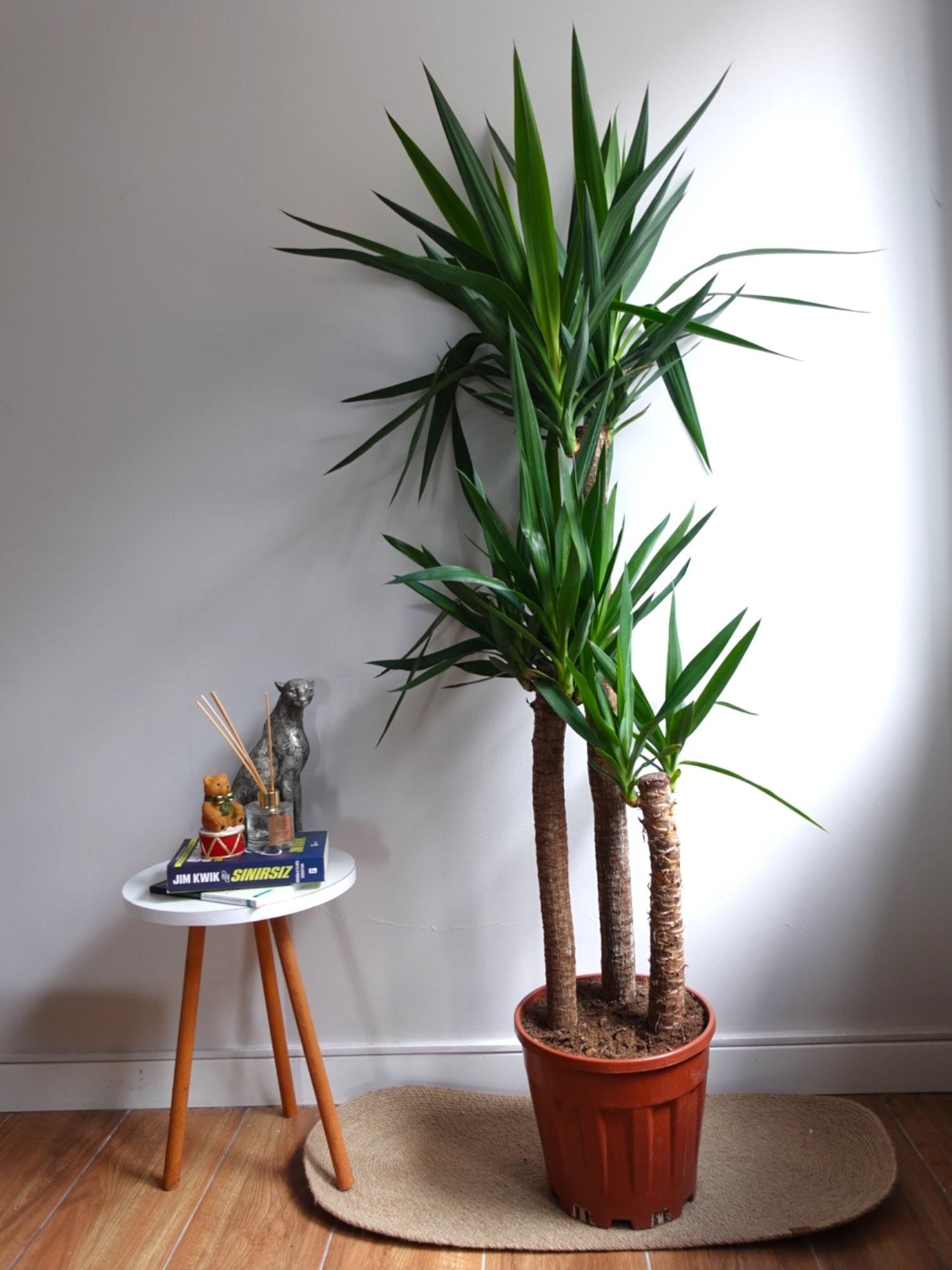 3 Gövdeli Yuka Bitkisi Large 130-150 cm ( Avize Çiçeği -  Yucca Massengena)