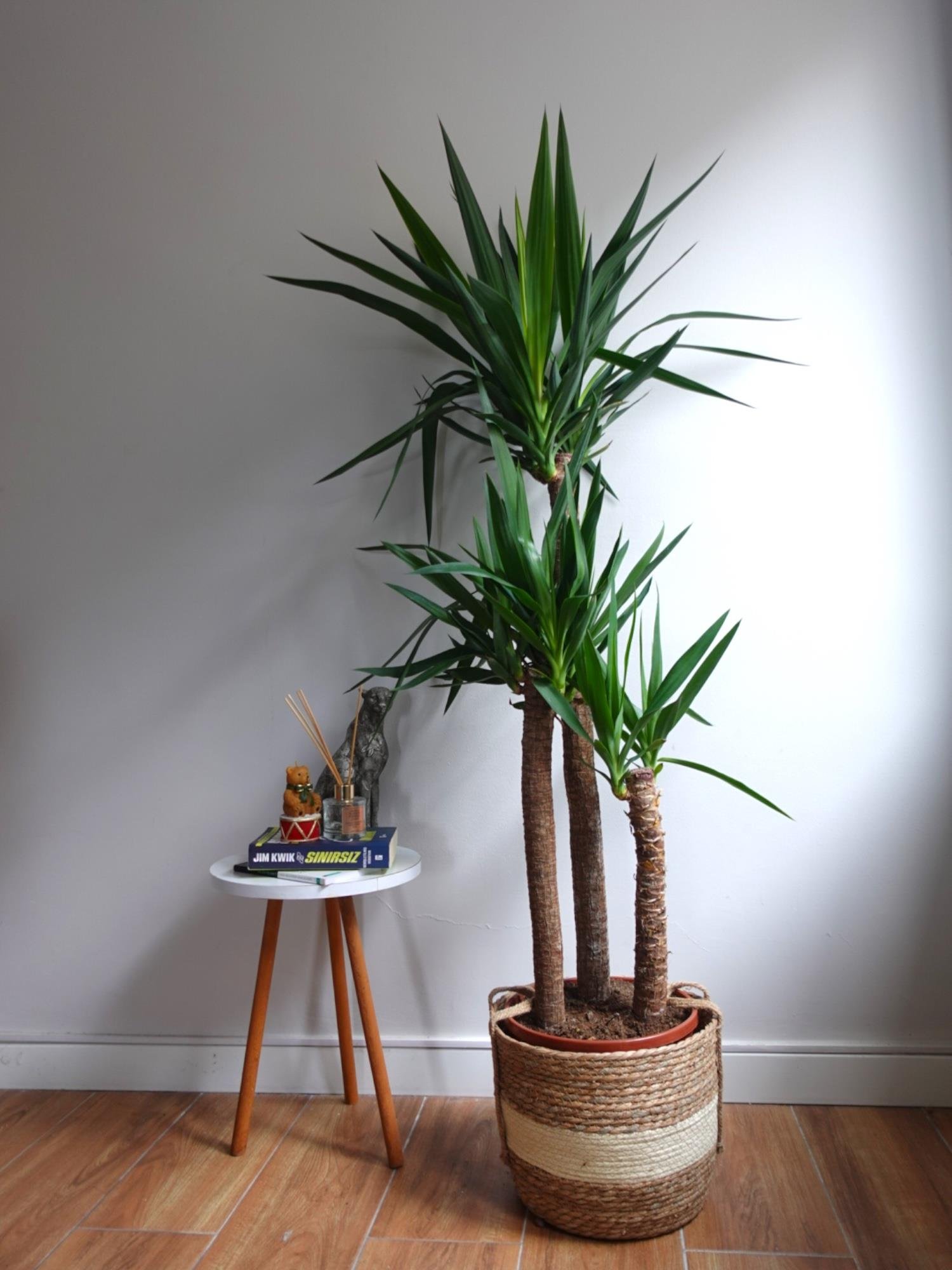 3 Gövdeli Yuka Bitkisi Large 130-150 cm ( Avize Çiçeği -  Yucca Massengena)