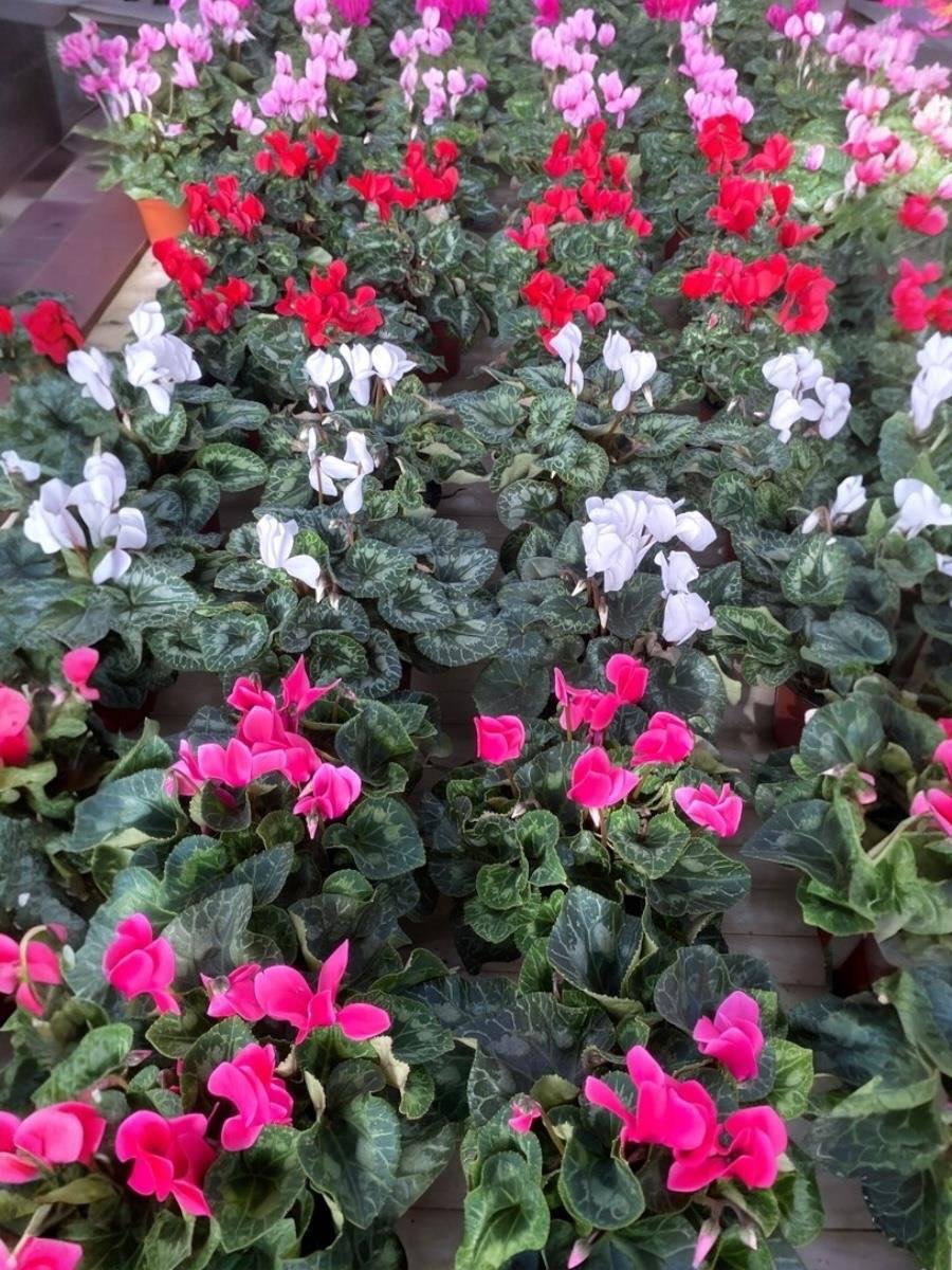 4 Farklı Renk Siklamen (Cyclamen) Çiçeği Canlı Fırfırlı Bitki 