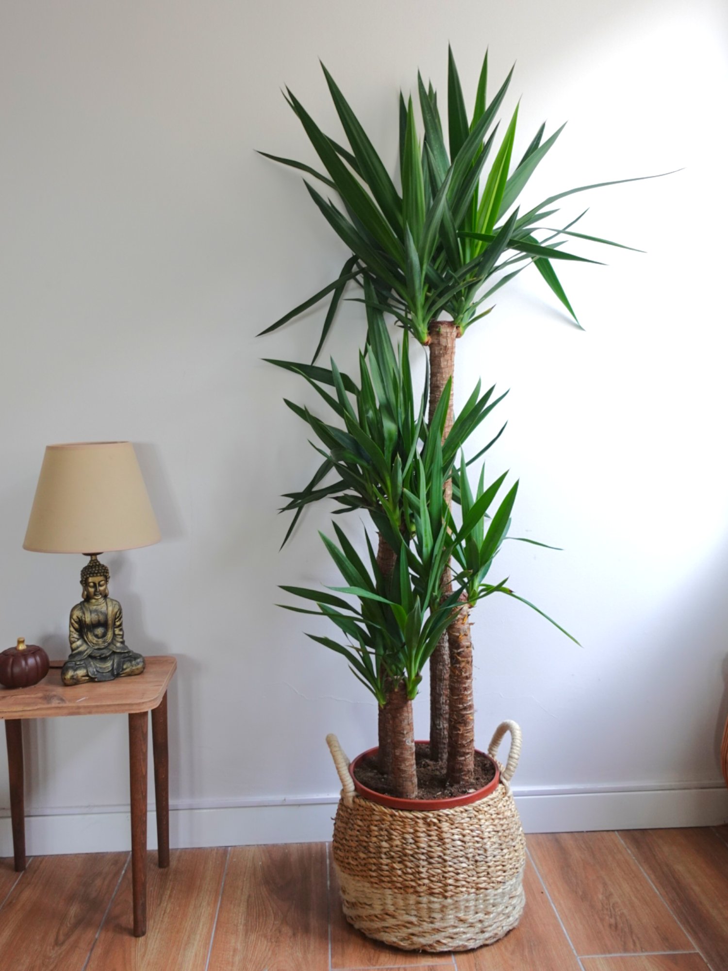 4 Gövdeli Dev Yuka – Yucca Massengena (150-170 cm - XXL Dolgun Form)