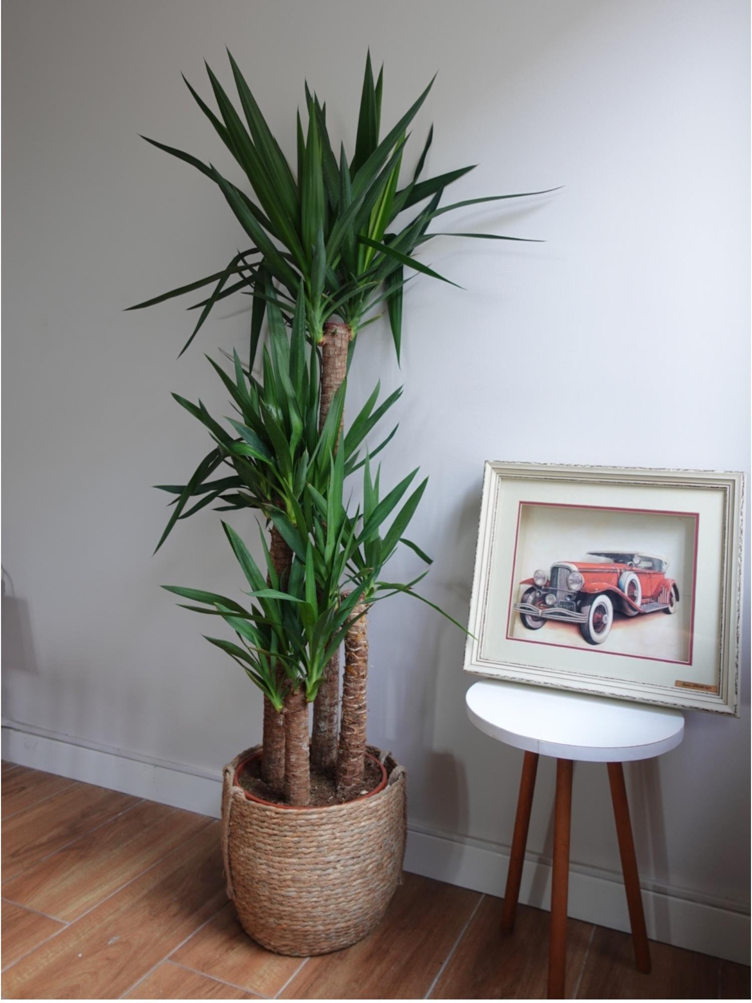 4 Gövdeli Dev Yuka – Yucca Massengena (150-170 cm - XXL Dolgun Form)