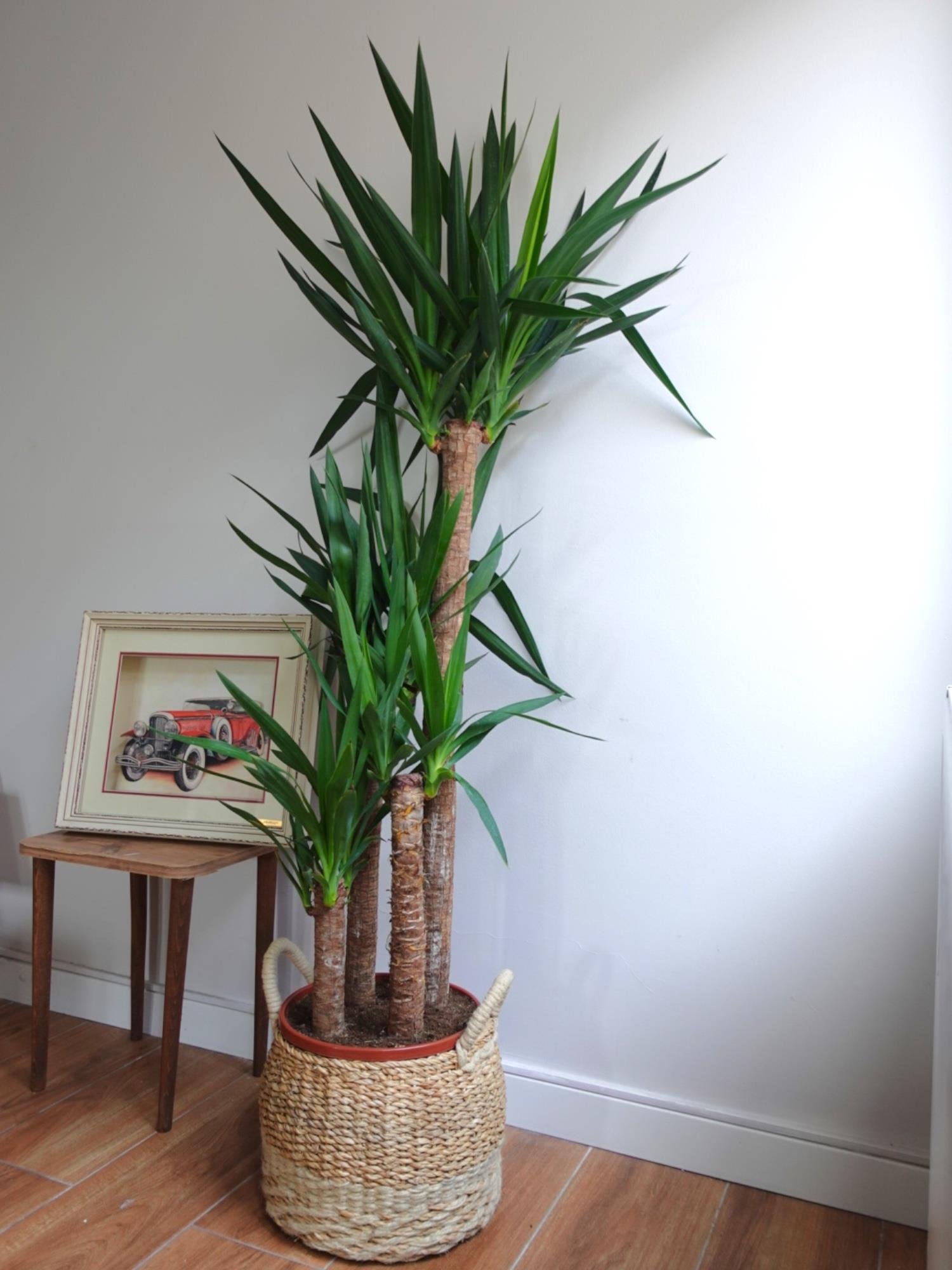 4 Gövdeli Dev Yuka – Yucca Massengena (150-170 cm - XXL Dolgun Form)