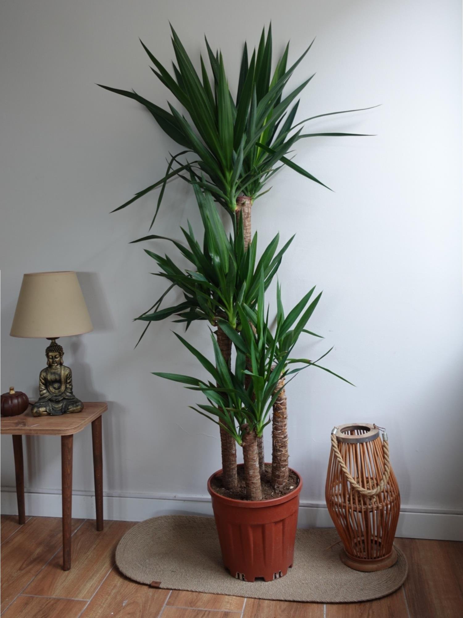 4 Gövdeli Dev Yuka – Yucca Massengena (150-170 cm - XXL Dolgun Form)