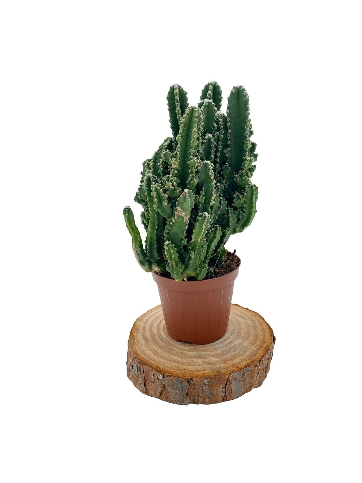 Acanthocereus Tetragonus (Perili Şato) Büyük Boy