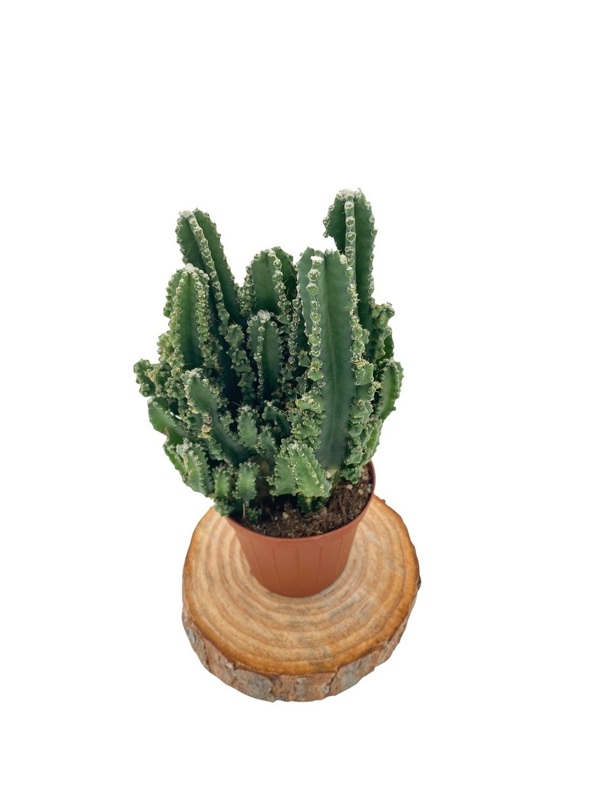 Acanthocereus Tetragonus (Perili Şato) Büyük Boy