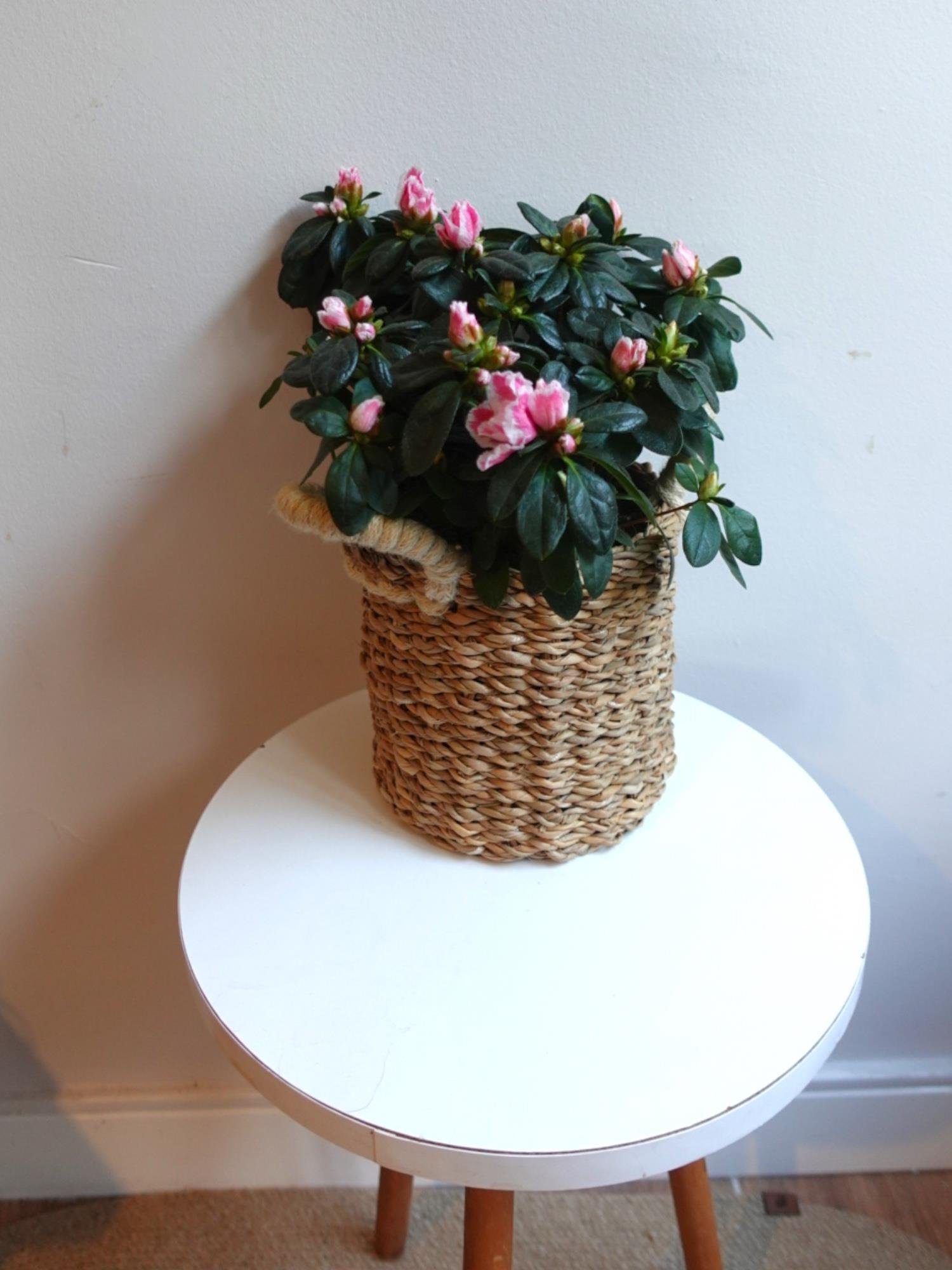 Açelya Çiçeği (Azalea) – Bol Çiçekli & Dolgun Formlu Özel Seri