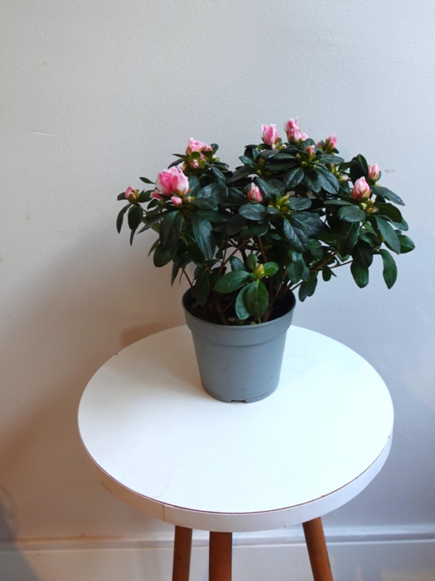 Açelya Çiçeği (Azalea) – Bol Çiçekli & Dolgun Formlu Özel Seri