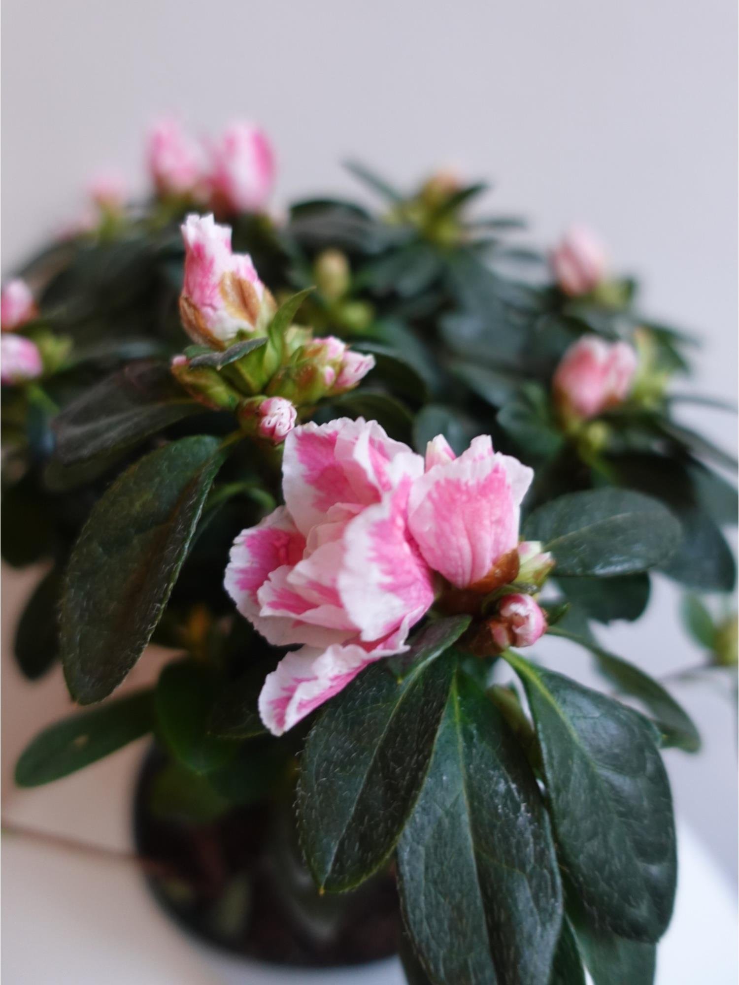 Açelya Çiçeği (Azalea) – Bol Çiçekli & Dolgun Formlu Özel Seri